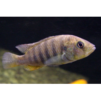 Haplochromis Crimson Tide